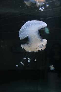 Jellyfish at the Aquarium